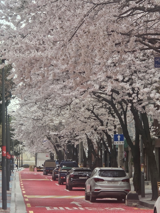 벚꽃 길