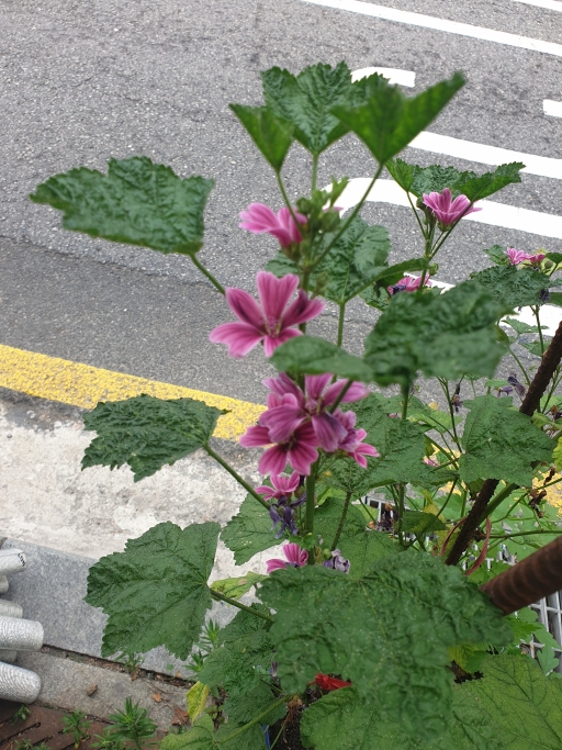 정원에서 핑크 꽃들