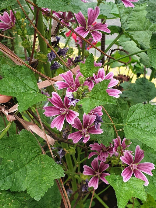 정원에서 핑크 꽃들