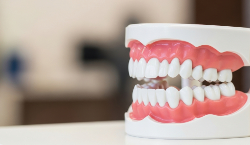 인공 치아 모형