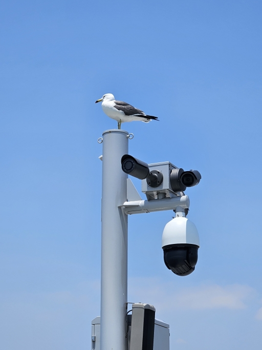 갈매기가 감시 카메라가 설치된 기둥에 앉아 있다.